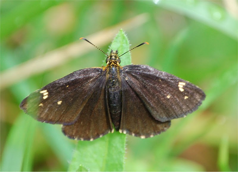 Heteropterus morpheus